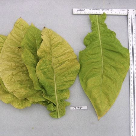 Virginia 724, Tobacco Seed - Packet image number null
